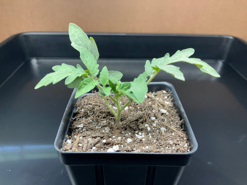Heirloom Tomato Seedlings