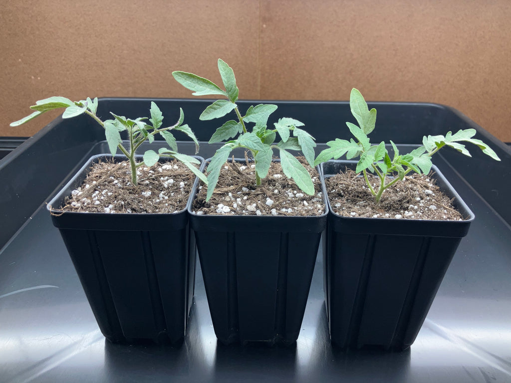 Heirloom Tomato Seedlings