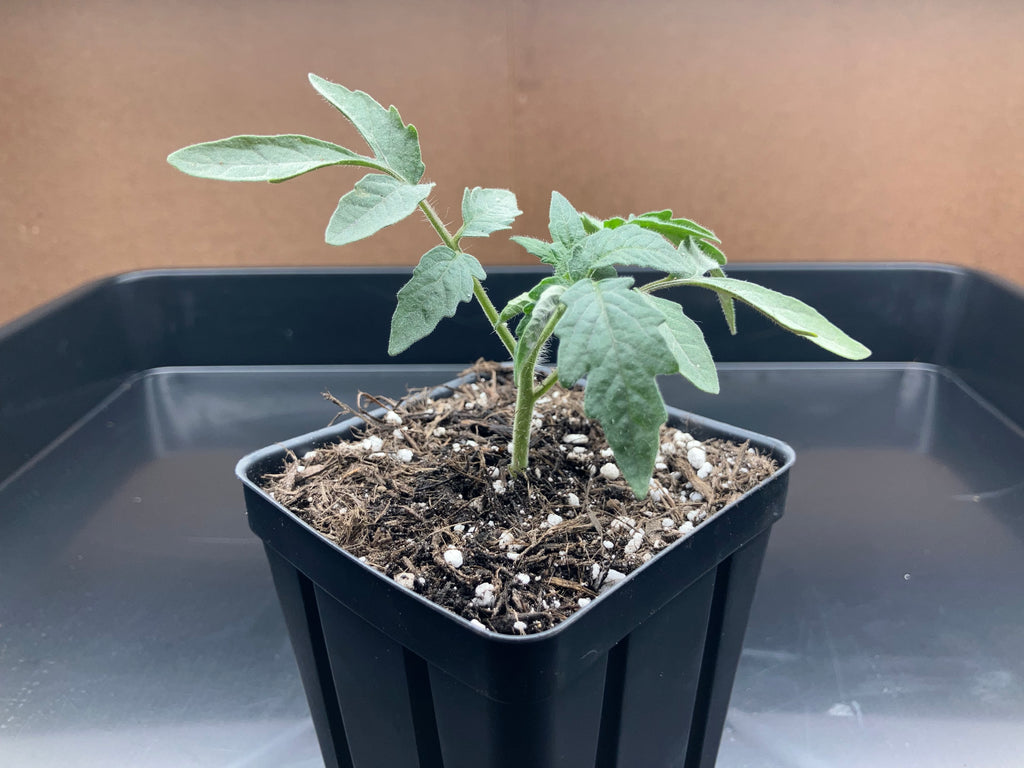 Heirloom Tomato Seedlings