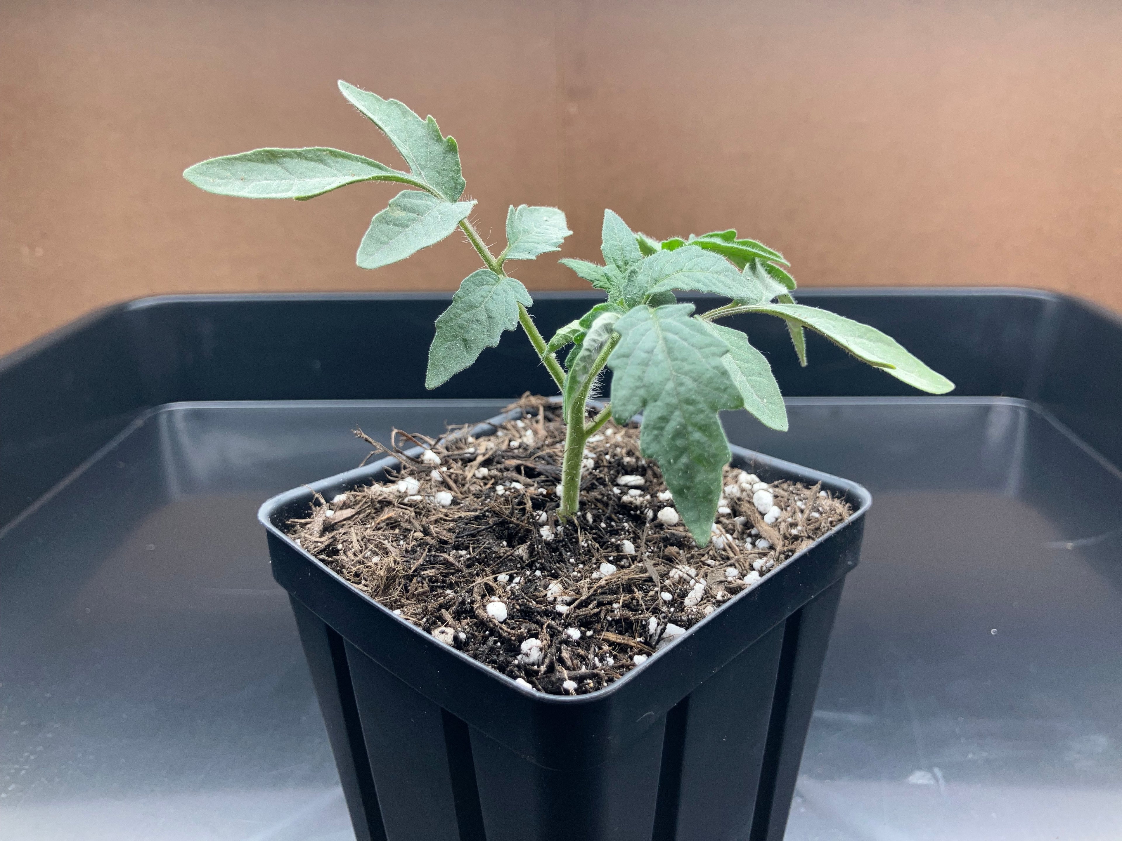 Heirloom Tomato Seedlings