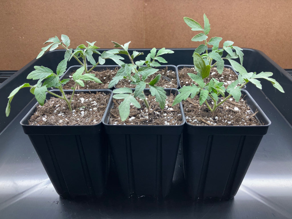 Heirloom Tomato Seedlings