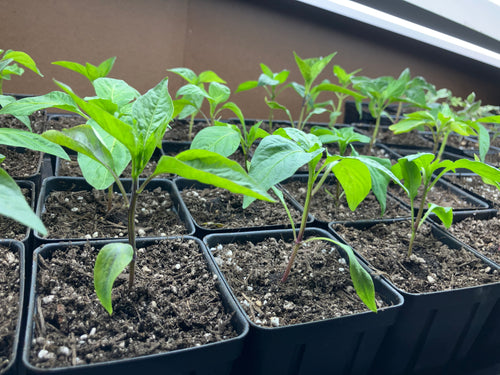 Pepper Seedlings