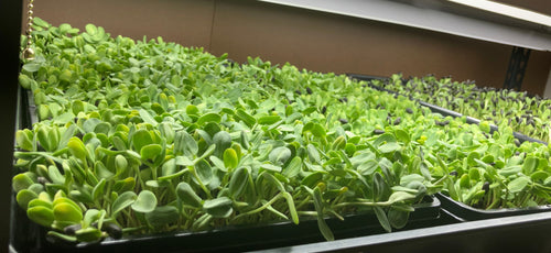 Sunflower Microgreens
