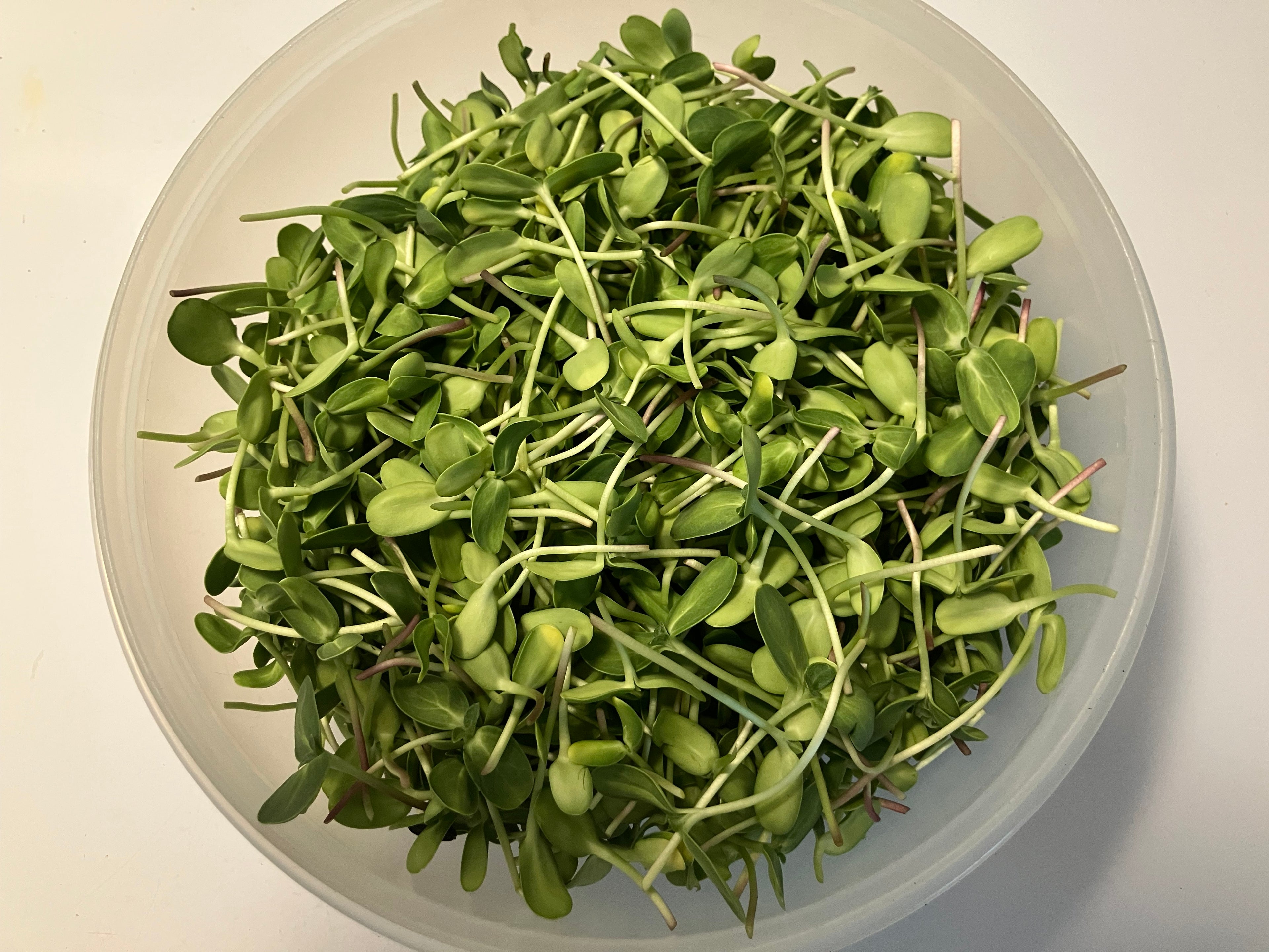 Sunflower Microgreens